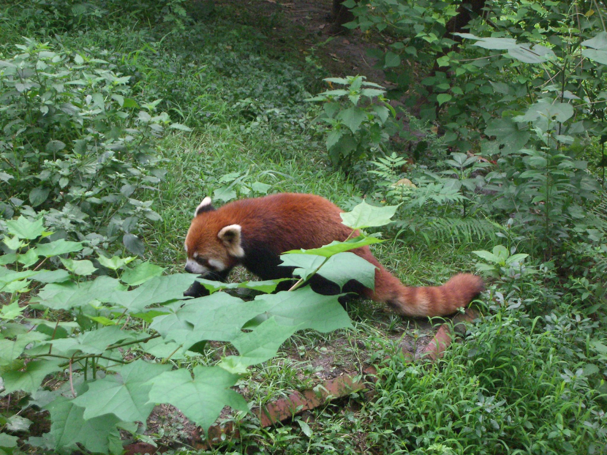 A red panda with russet fur walking through green undergrowth and eating leaves at the Chengdu Research Base of Giant Panda Breeding