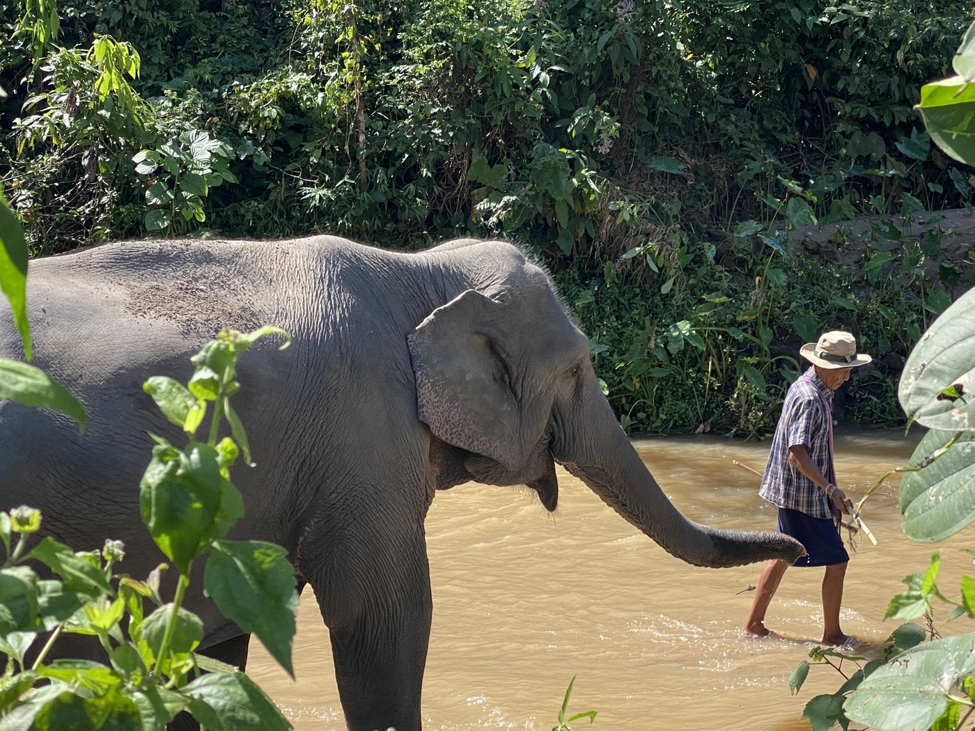ปางช้างเชียงใหม่ — ช้างกับควาญเดินอยู่ในลำธารกลางป่าเขียว ที่ปางดูแลช้างอย่างถูกวิธี