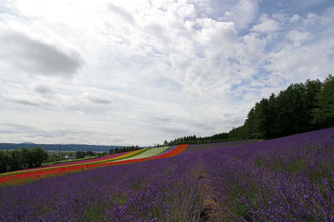 ทุ่งลาเวนเดอร์และทุ่งดอกไม้สีรุ้งที่ฟาร์มโทมิตะ ฟุราโนะ ฮอกไกโด ฤดูร้อน
