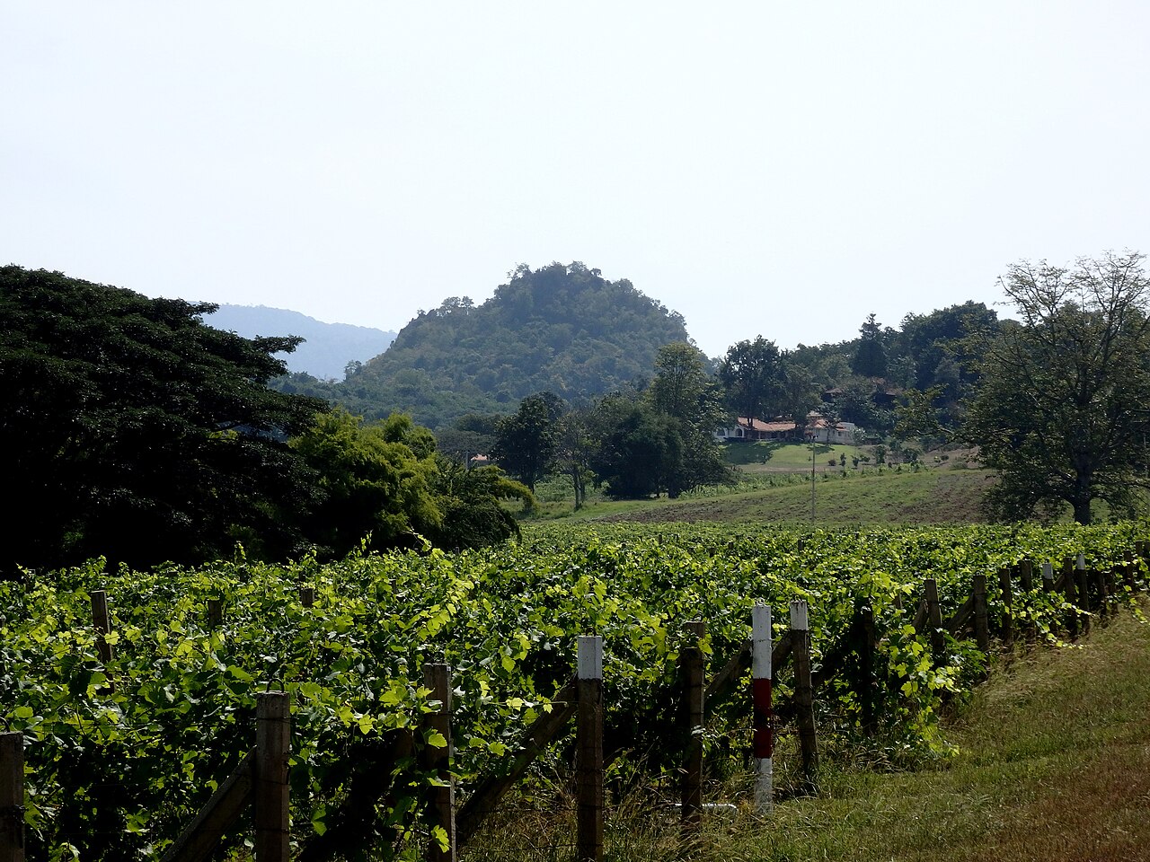 ไร่องุ่น PB Valley Khao Yai Winery — แถวเถาองุ่นกับเนินเขาและอาคารไร่ที่มองเห็นด้านหลัง