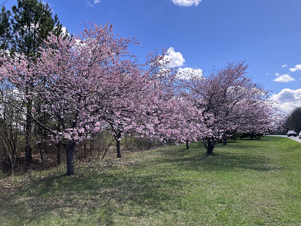 Niagara Parkway ถนนเลียบแม่น้ำไนแอการา