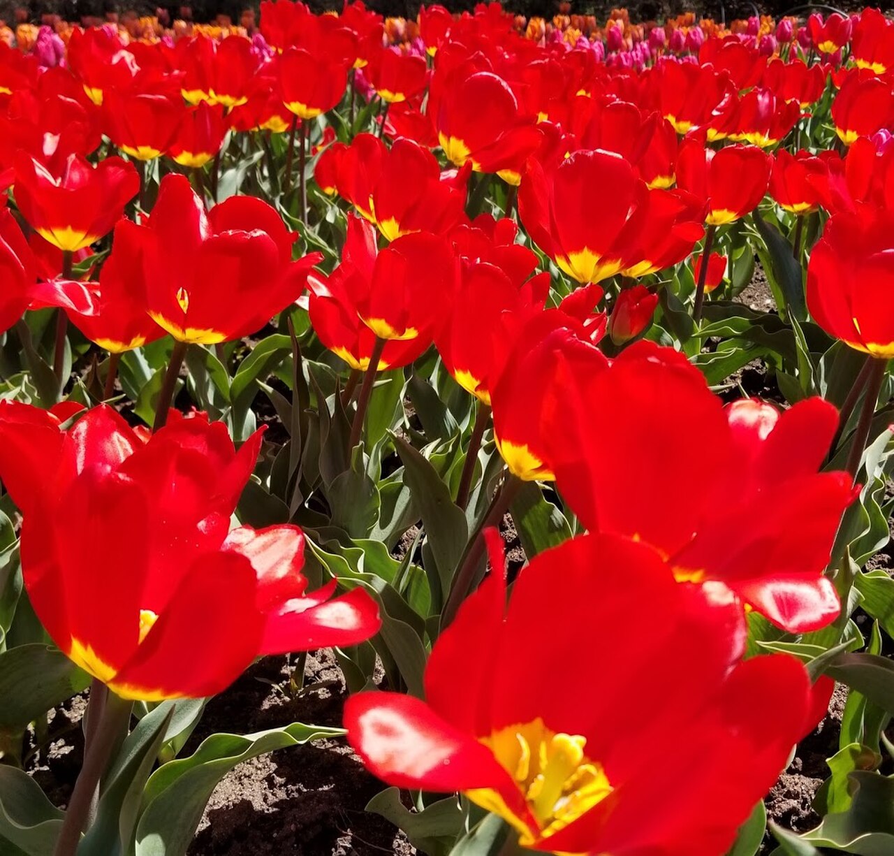 Canadian Tulip Festival ทุ่งทิวลิป Commissioners Park ออตตาวา