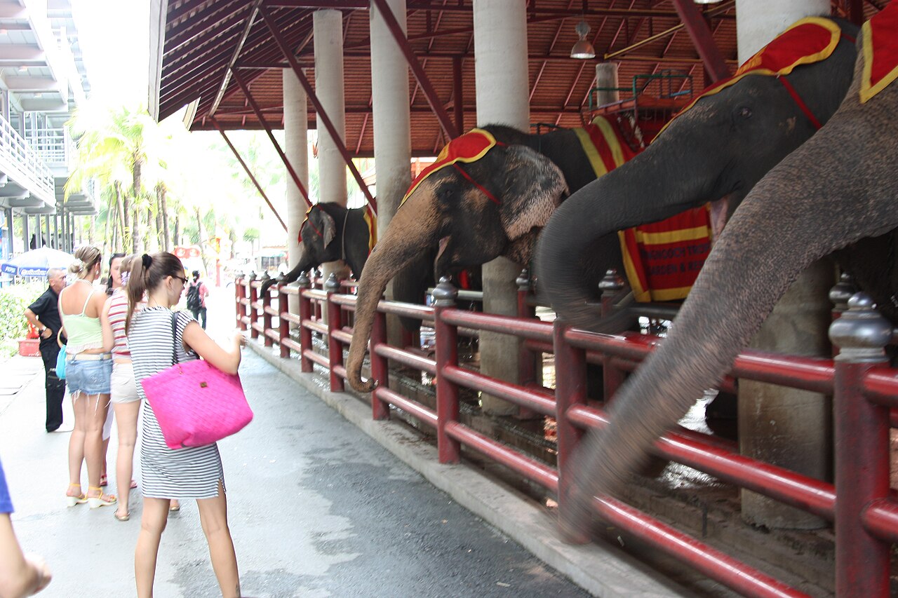 สวนกล้วยไม้ในสวนนงนุชพัทยา — กล้วยไม้หลากสีจัดแสดงเต็มพื้นที่สวน