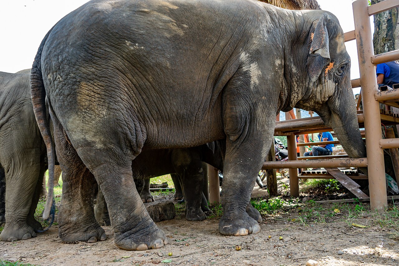 Elephants at a no-ride sanctuary in Thailand — several elephants standing freely in the camp with no chairs or saddles on their backs, with carers nearby