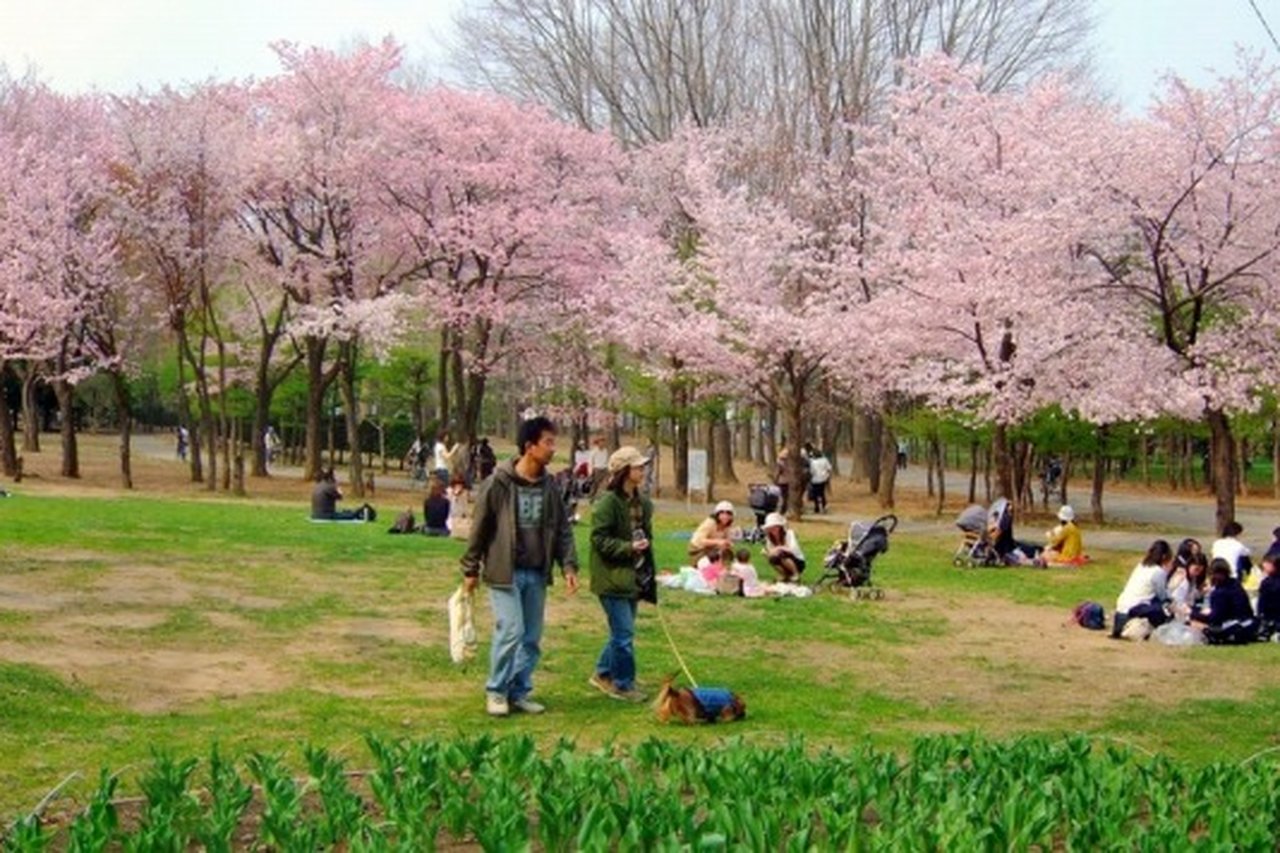Furano ลาเวนเดอร์ Maruyama