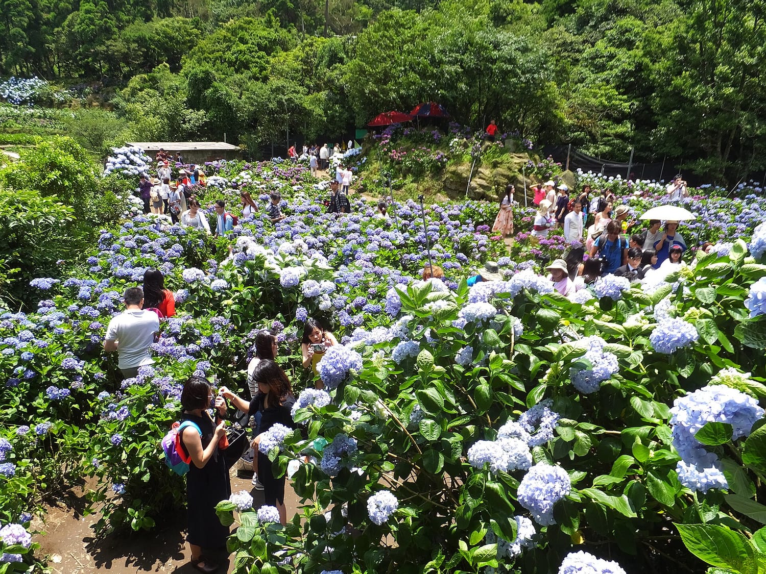 A flower field at Zhuzihu in Yangmingshan National Park, visitors walking and taking photos among blooming flowers