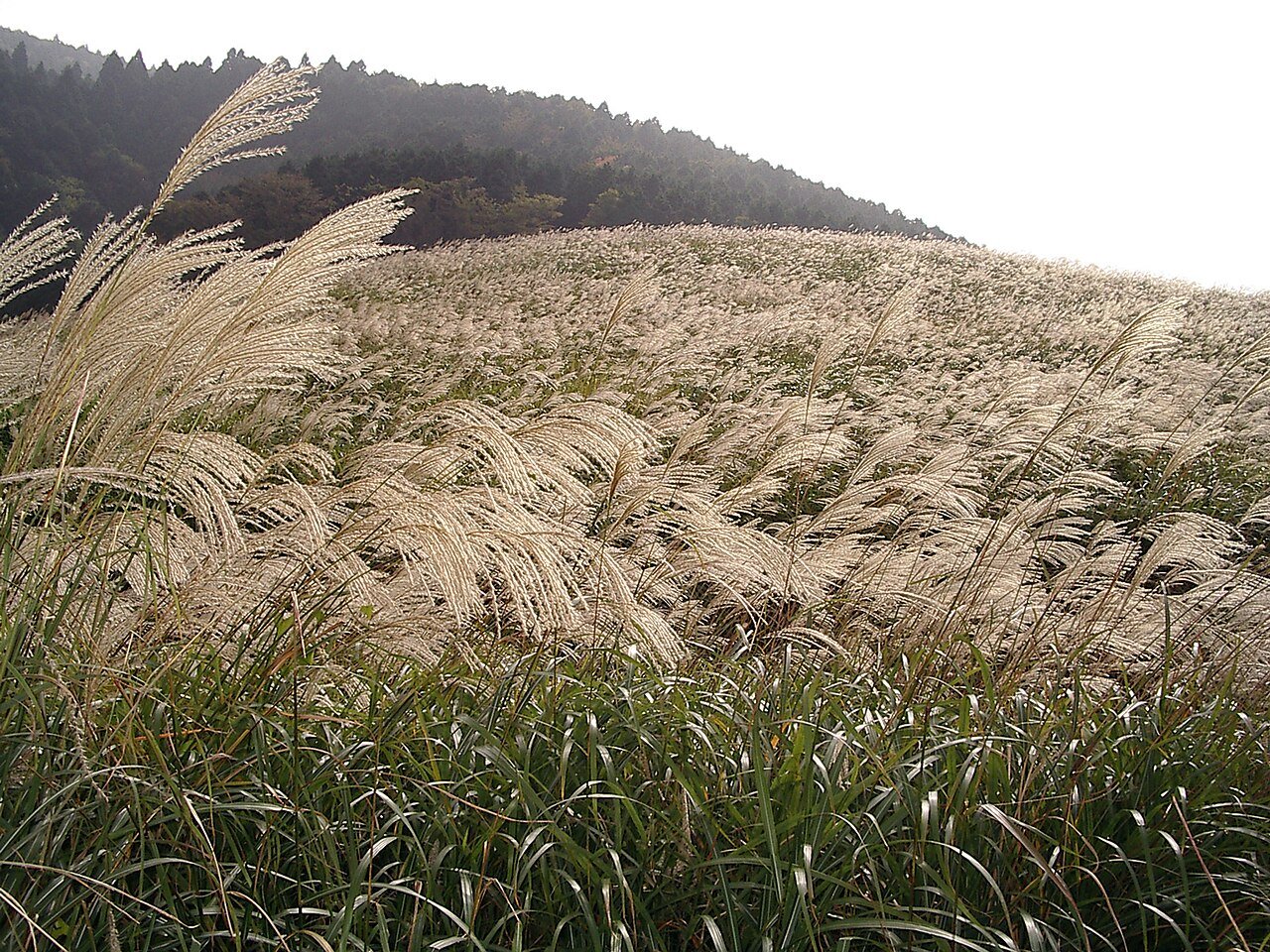 Mount View Hakone