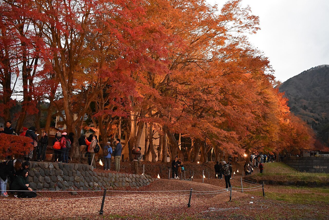 Maple Corridor อุโมงค์ใบเมเปิลแดง คาวากุจิโกะ
