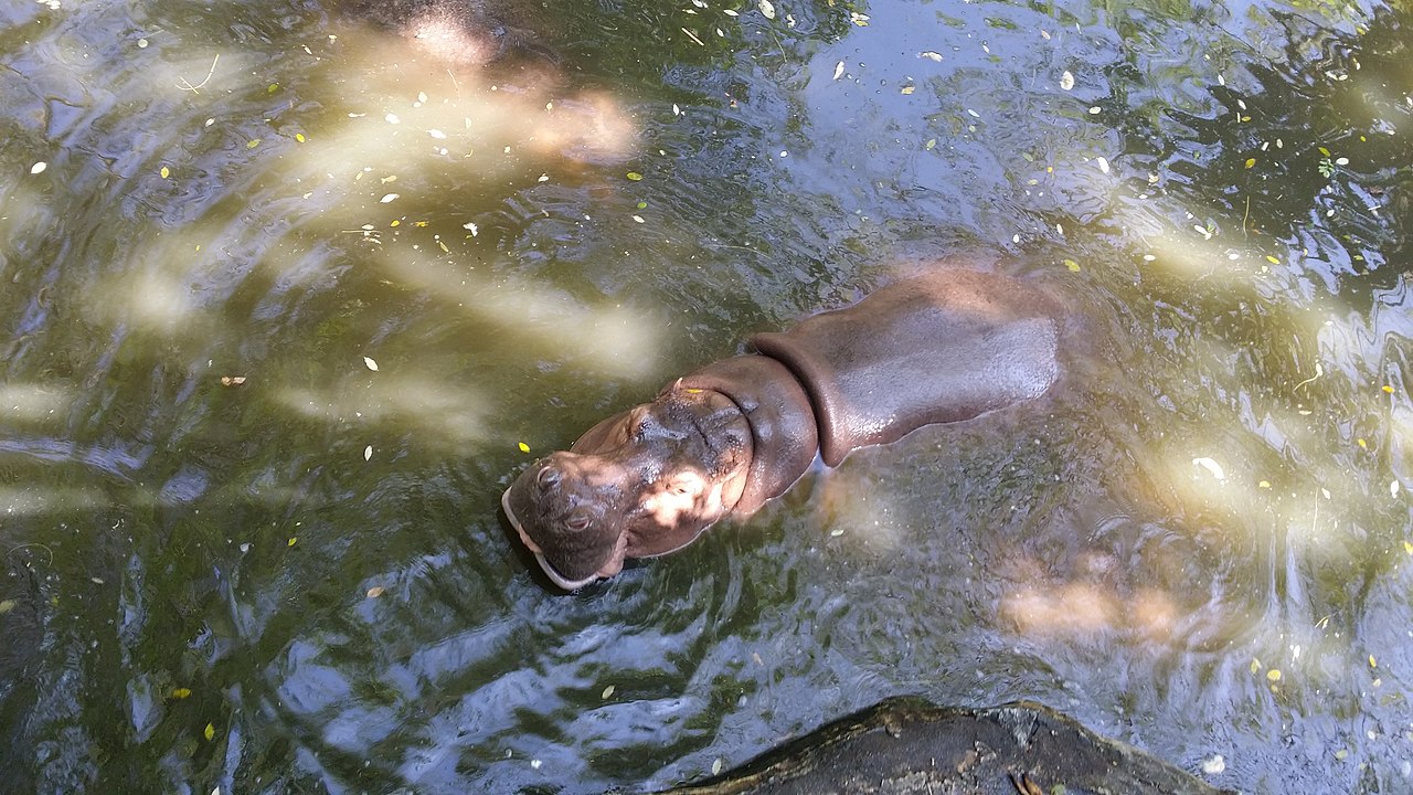 สวนสัตว์เปิดเขาเขียว (Khao Kheow Open Zoo) ใกล้พัทยา — ฮิปโปแช่อยู่ในบ่อน้ำสีเขียวร่มรื่นในพื้นที่สวนสัตว์เปิด