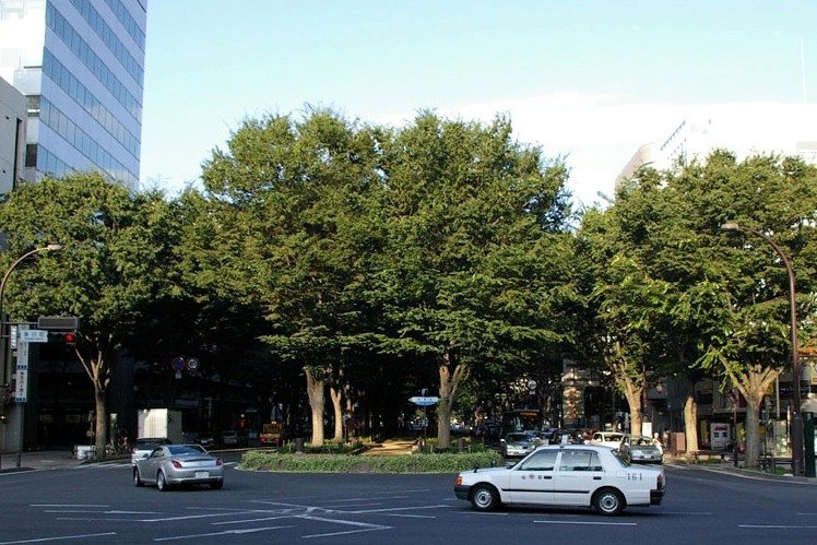 ถนน Jozenji-dori ในเซนไดสองข้างทางเรียงรายด้วยต้นเซลโควาเขียวครึ้ม