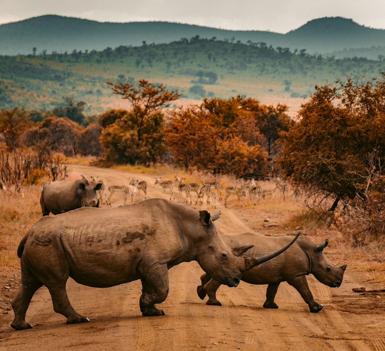 แรดข้ามถนนซาฟารี ประเทศบอตสวานา — Rhinos crossing, safari Botswana
