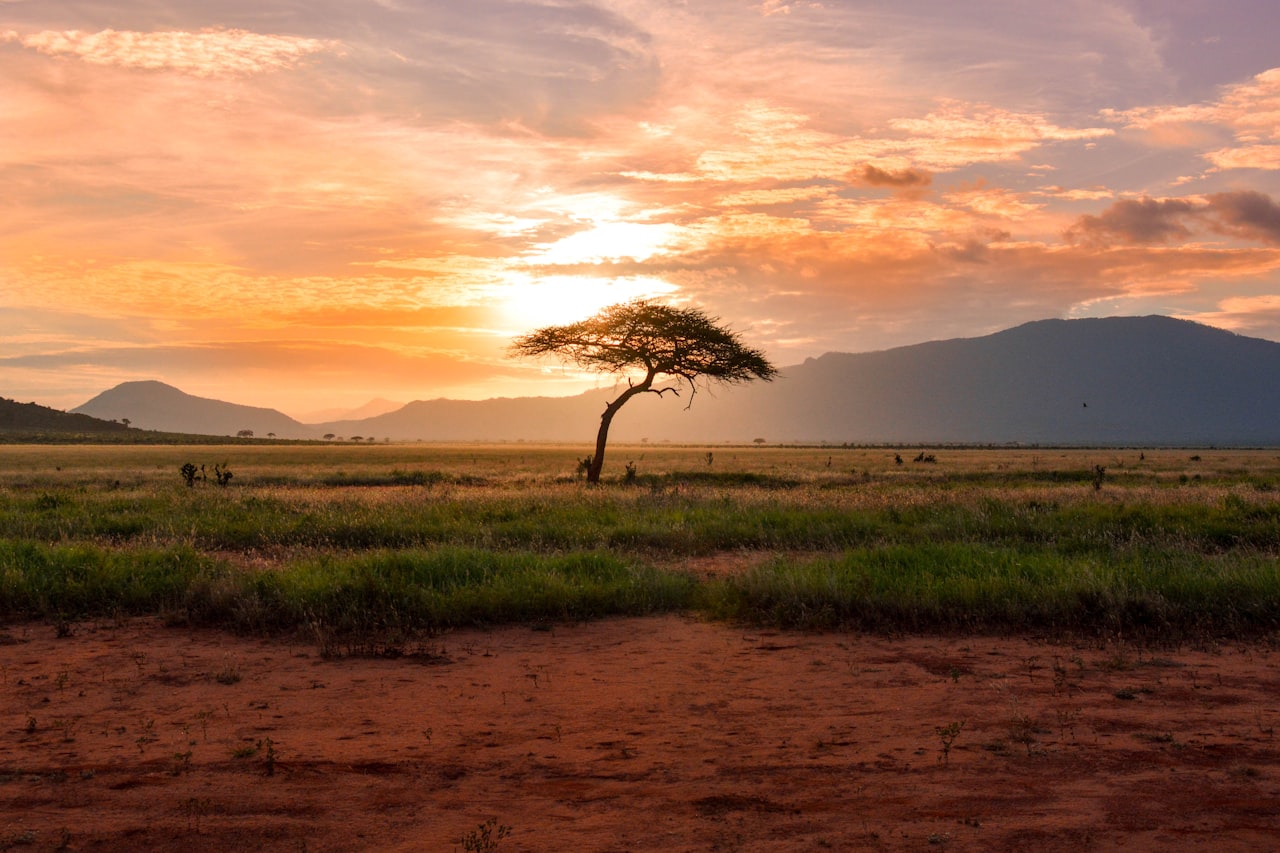 ทุ่งหญ้าซาฟารีแอฟริกา ต้นอะคาเซียยามพระอาทิตย์ตก — Africa savanna safari