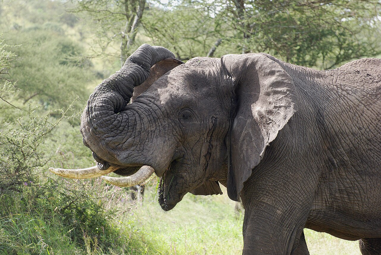 ช้างแอฟริกาในเซเรนเกติ ประเทศแทนซาเนีย — African elephant, Serengeti, Tanzania