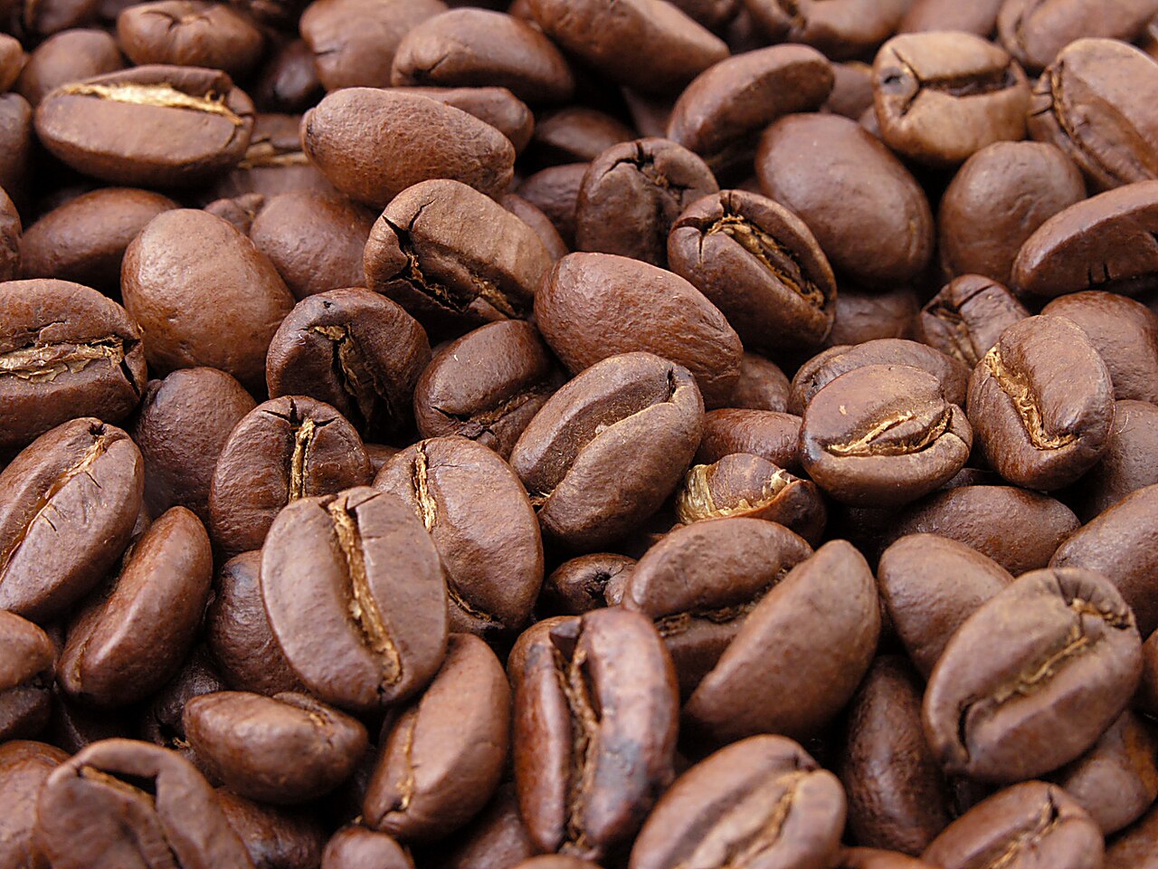 Roasted arabica coffee beans from the northern hills of Thailand — plump, glossy, dark-brown beans of the kind Chiang Mai roasters use for specialty coffee