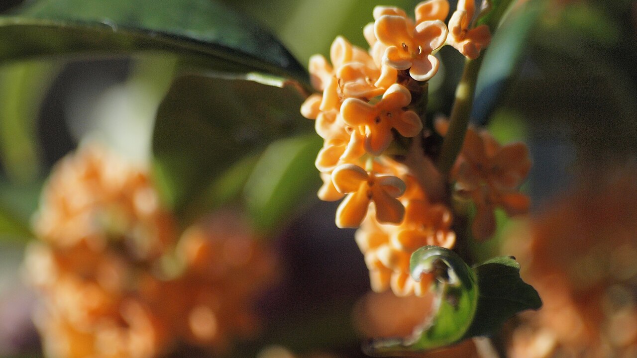 ดอกหอมหมื่นลี้ (桂花 osmanthus) ดอกเล็กสีส้มทองเป็นกระจุกบนกิ่งใบเขียว ดอกไม้ประจำเมืองกุ้ยหลินที่เก็บมาทำชา เหล้า และขนม