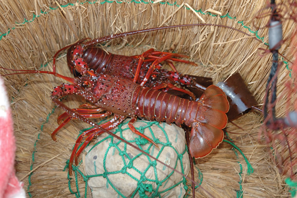 Ise-ebi Japanese spiny lobster (Panulirus japonicus) — a large vivid red lobster with long antennae and segmented shell, displayed on straw in a woven basket at a market