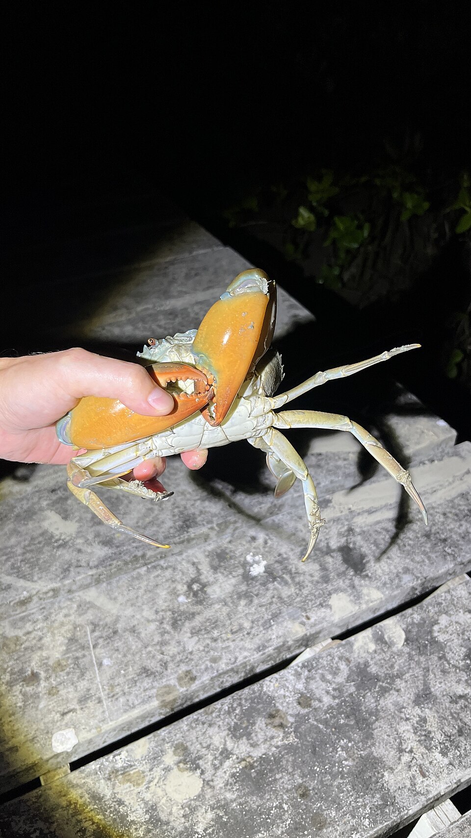 A fresh mud crab with large claws — the kind of seafood you choose at the seafront stalls in Phuket