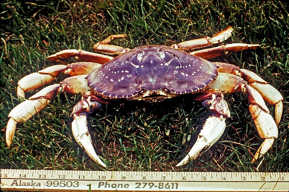A whole cooked Dungeness crab with a bright orange-red shell