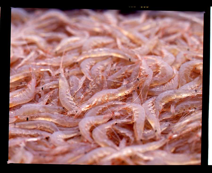 กุ้งขาวชิโรเอบิ