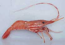 กุ้ง spot prawns สดวางเรียงในจาน