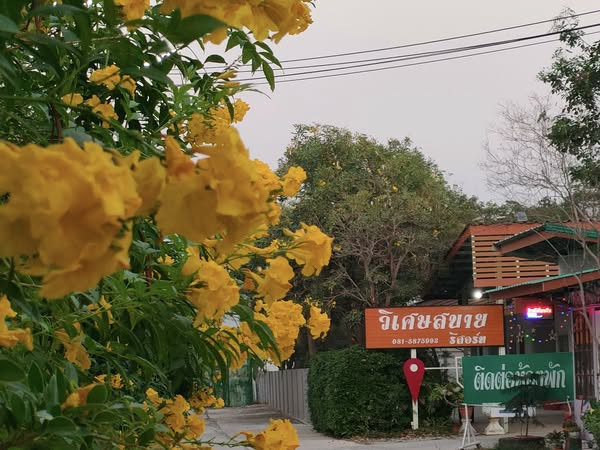 Wiset Sabai Resort roadside sign beside flowering yellow trumpet trees