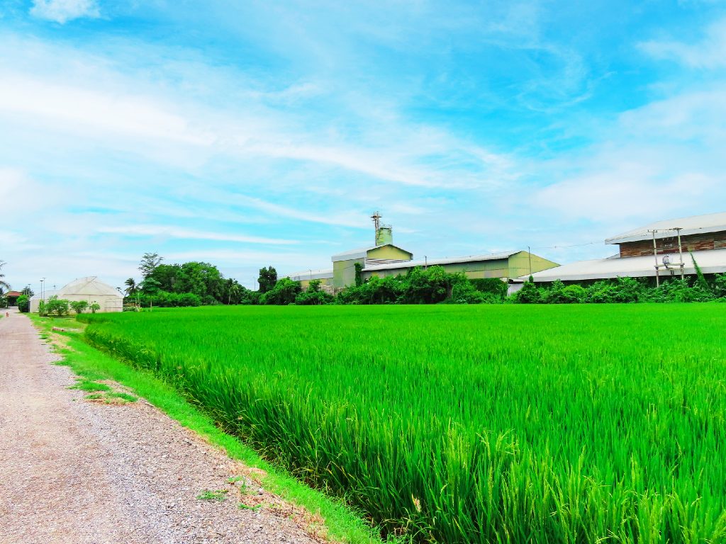 Green rice paddy beside the access road into Sean Yang Gang Na Resort, Chai Nat