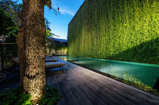 สระว่ายน้ำกลางแจ้งของ 137 Pillars House ล้อมรอบด้วยกำแพงต้นไม้สีเขียว