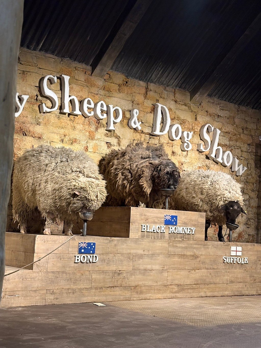 Sheep & Dog Show แกะยืนบนเวทีป้ายสายพันธุ์ Bond Black Romney Suffolk