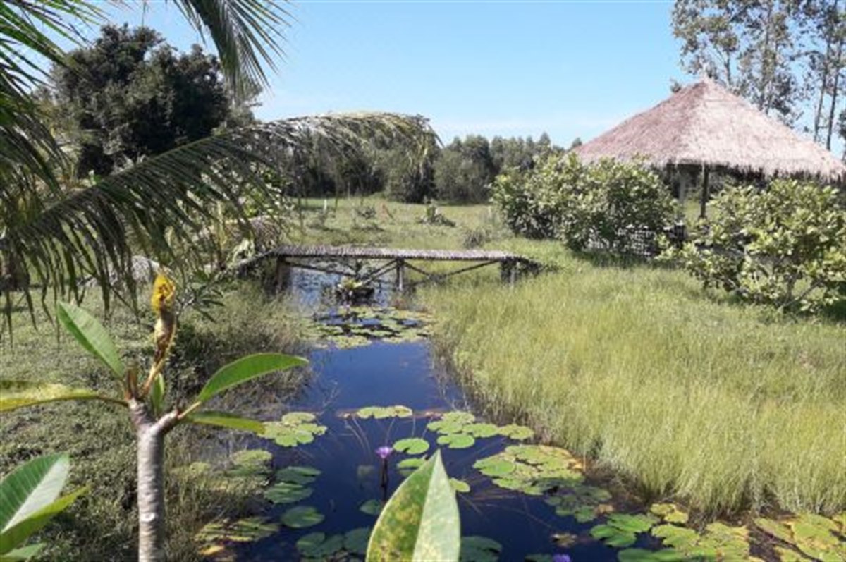 Lotus pond and thatched sala on the resort grounds beside open fields