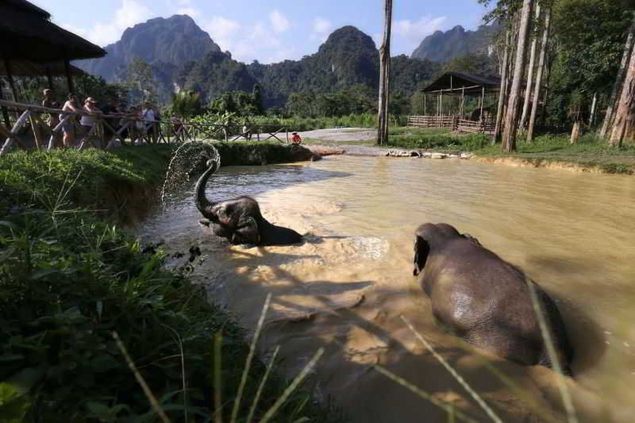 Elephants wading into the stream during the bathing activity at the camp