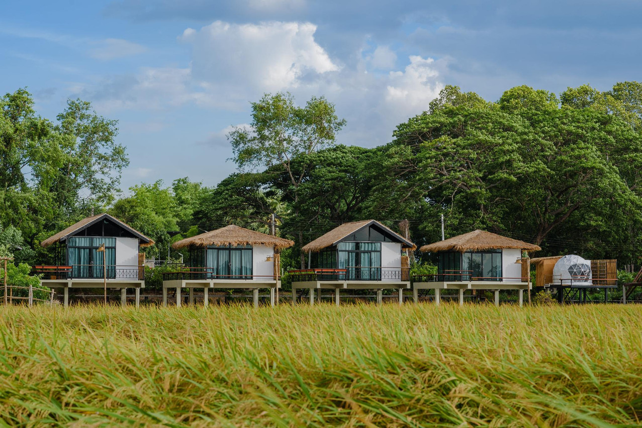 เรือนพักยกพื้นหลังคาจากเรียงกันหลังทุ่งนาข้าวสีทองที่ Non Na Du Bua อุทัยธานี